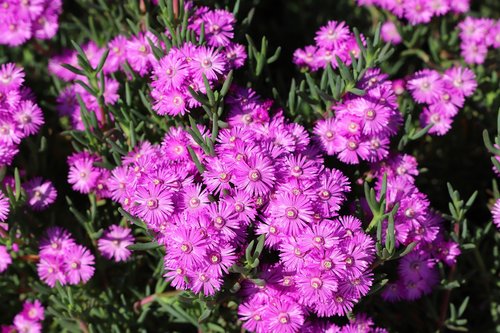 flower  plant  nature