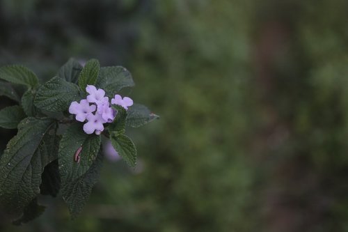 flower  nature  plant