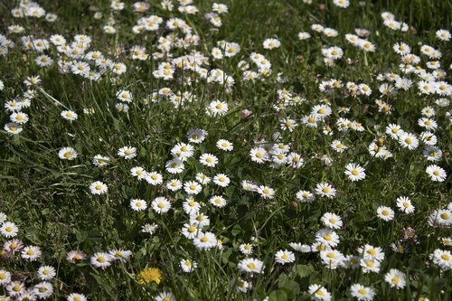 flower  plant  nature