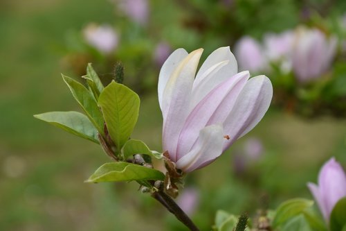 flower  nature  plant