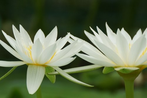 flower  lotus  flora