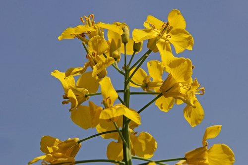 flower  plant  nature