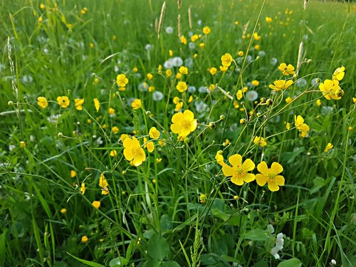 flower  meadow  field