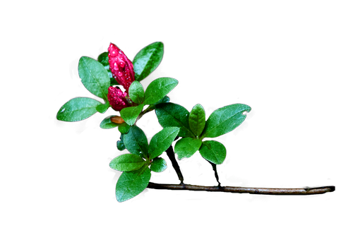 flower  wood  plant