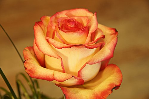 flower  rose  love