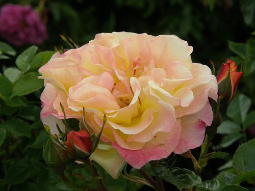 flower  rose  plant