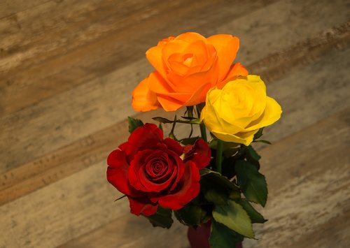 flower  rose  romance