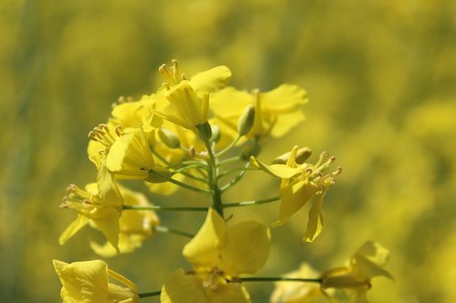 flower  nature  plant