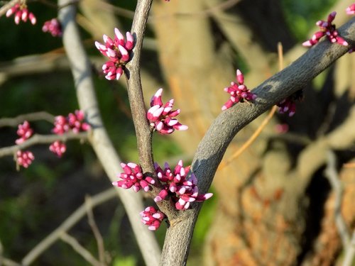 flower  nature  plant