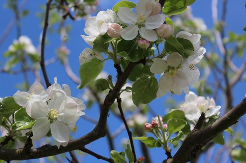 flower  tree  branch