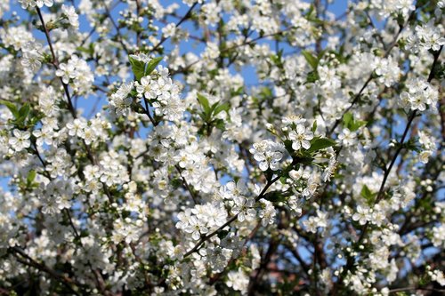 flower  tree  cherry