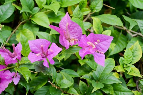 flower  plant  nature