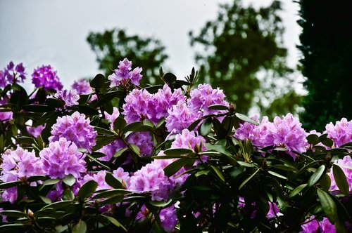 flower  plant  garden