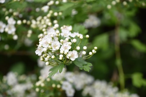 flower  nature  plant