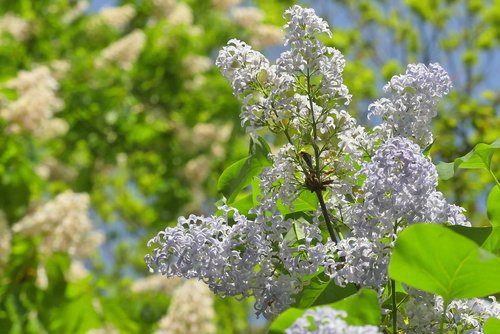 flower  plant  nature