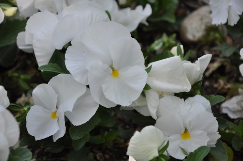 flower  plant  nature