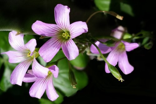 flower  nature  flora