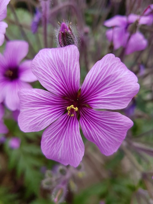 flower  nature  plant