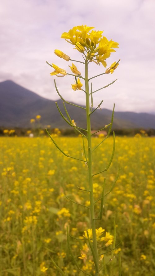 flower  field  nature