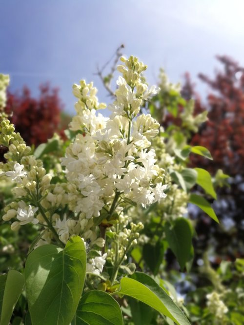 flower  nature  plant