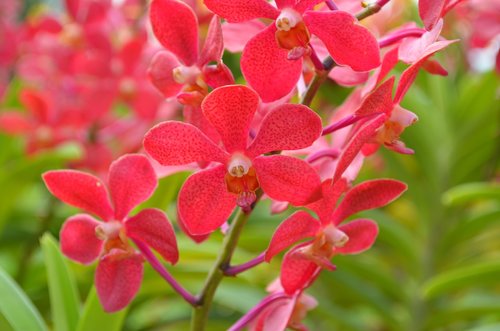 flower  plant  nature