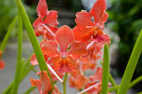 flower  plant  nature