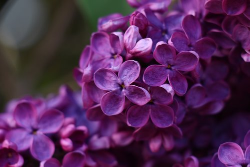 flower  plant  nature