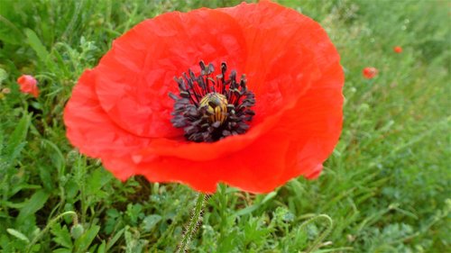 flower  nature  poppy