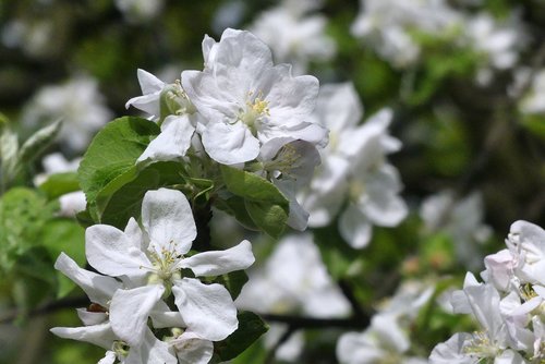 flower  plant  nature