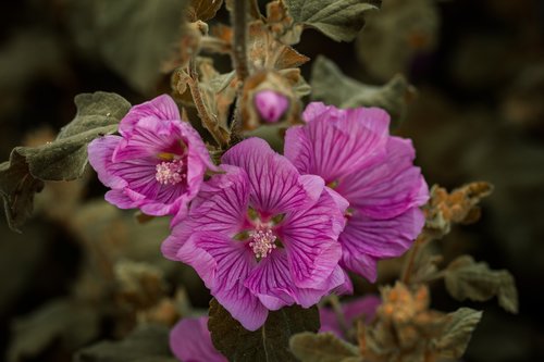 flower  nature  plant