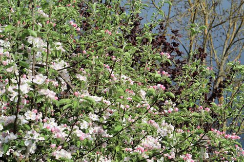 flower  plant  tree