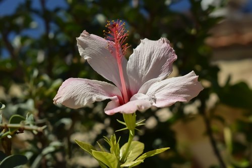 flower  nature  flora