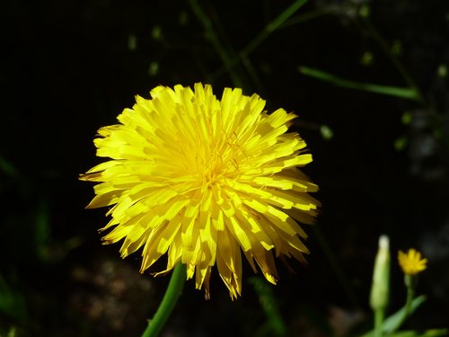 flower  nature  plant