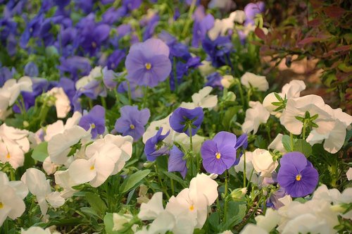 flower  plant  nature