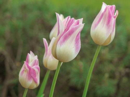 flower  tulip  pastel