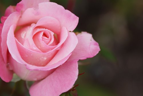 flower  rose  petal