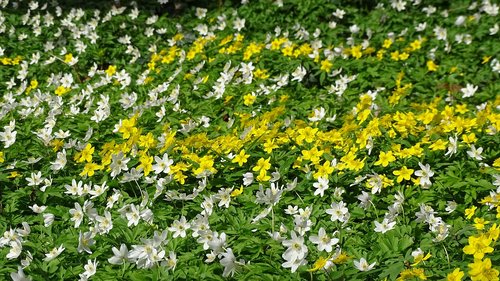 flower  plant  nature