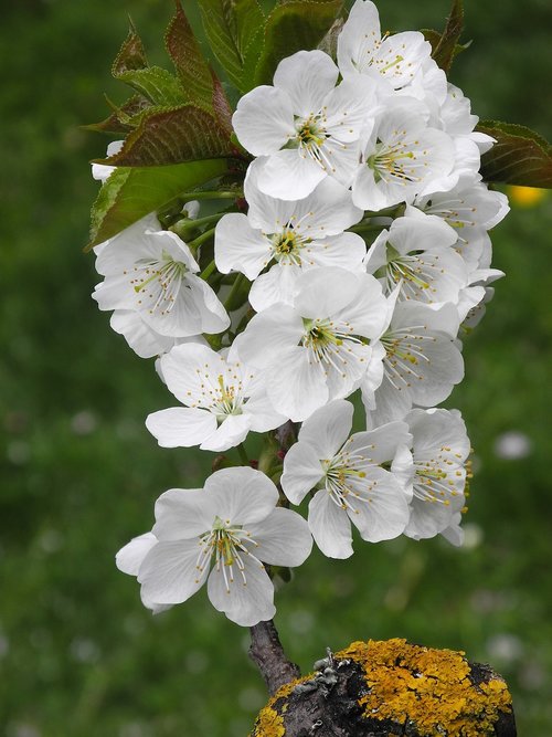 flower  plant  nature