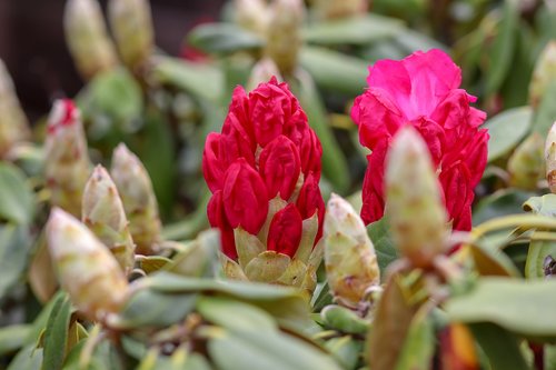 flower  plant  nature