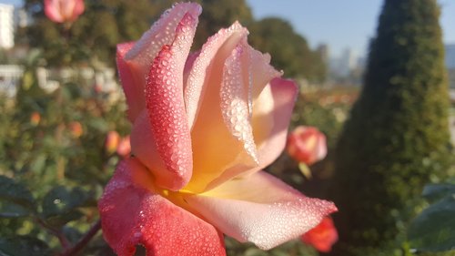 flower  nature  plant