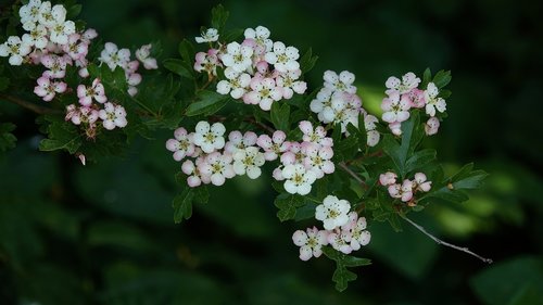 flower  plant  leaf