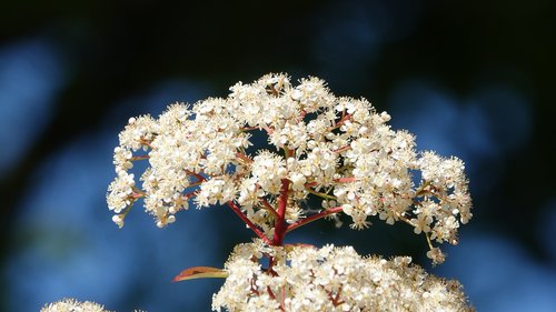 flower  nature  plant