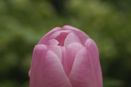 flower  nature  plant