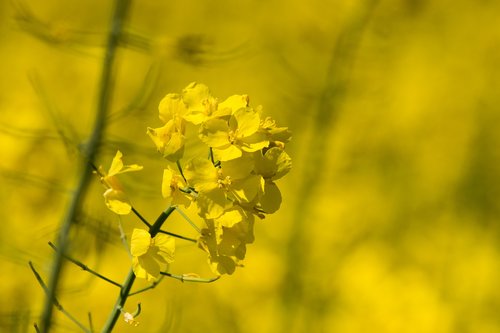 flower  nature  plant