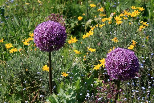 flower  nature  plant