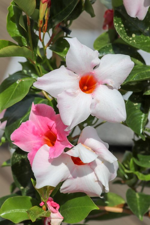 flower  plant  garden