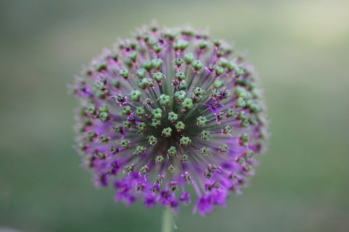 flower  flora  nature