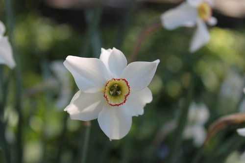 flower  nature  plant