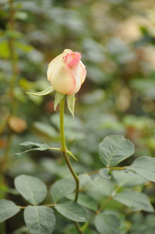 flower  throat  natural