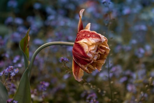 flower  nature  plant